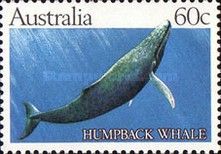 Humpback Whale (Megaptera novaeangliae)