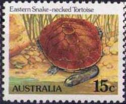 Eastern Snake-necked Tortoise - Chelodina longicollis