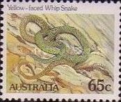 Yellow-faced Whip Snake (Demansia psammophis) - P(12¾)