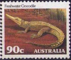 Freshwater Crocodile (Crocodylus johnsoni)