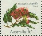 Marri (Eucalyptus calophylla) - I(T)