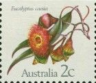 Caesia (Eucalyptus caesia) - I(B)