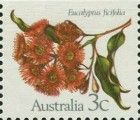 Eucalyptus ficifolia