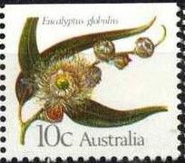 Eucalyptus globulus