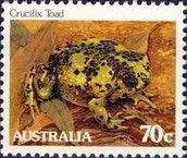 Crucifix Toad (Notaden bennettii)