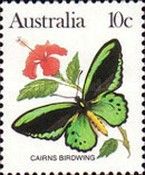Cairns Birdwing (Ornithoptera priamus)