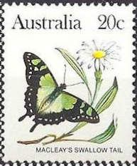 Macleay's Swallow Tail (Graphium macleaynus)