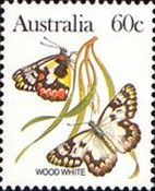 Wood White (Delias aganippe)