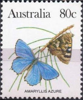 Amaryllis Azure (Ogyris amaryllis)