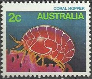 Coral Hopper (Waldeckia sp.)