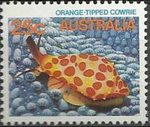 Orange-tipped Cowrie (Crenavolva leopardus)
