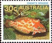 Choat's Red Leopard Wrasse (Macropharyngodon choati)
