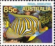 Regal Angelfish (Pygoplites diacanthus)