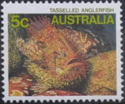 Tasselled Anglerfish (Rhycherus filamentosus)