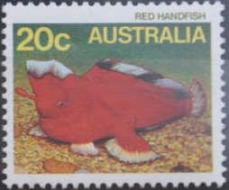 Red Handfish (Brachionichthys politus)