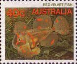 Red Velvetfish (Gnathanacanthus goetzeei) 