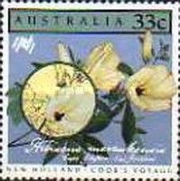 Hibiscus meraukensis
