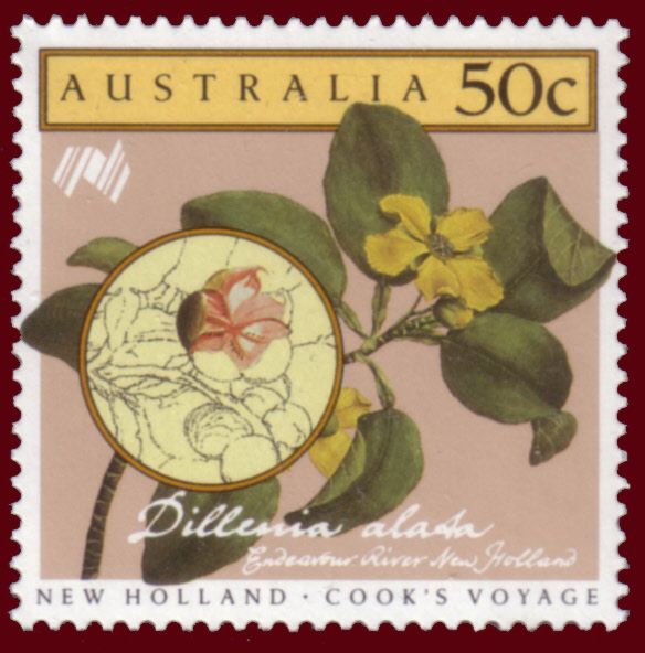 Dillenia alata
