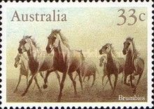 Brumbies (Wild Horses)