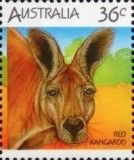 Red Kangaroo (Osphranter rufus)