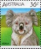 Koala (Phascolarctos cinereus)