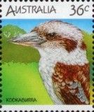 Laughing Kookaburra (Dacelo novaeguineae)