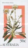 Silver Snow Daisy (Celmisia tomentella)