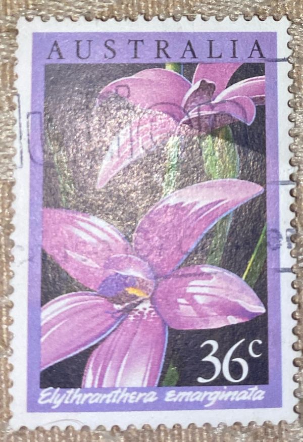 Pink Enamel Orchid (Elythranthera emarginata)