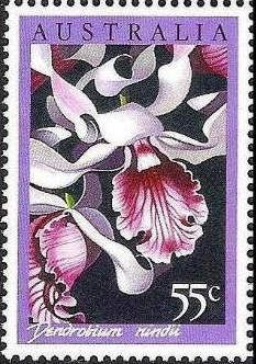 Dendrobium nindii