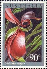 Duck Orchid (Caleana major)