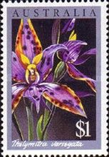 Queen of Sheba Orchid (Thelymitra variegata)