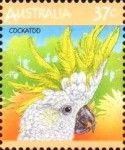 Sulphur-crested Cockatoo (Cacatua galerita)