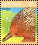 Short-beaked Echidna (Tachyglossus aculeatus)