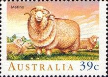 Merino Sheep (Ovis ammon aries)