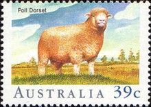 Poll Dorset (Ovis ammon aries)