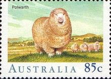 Polwarth (Ovis ammon aries)