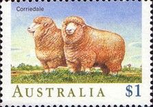 Corriedale (Ovis ammon aries)