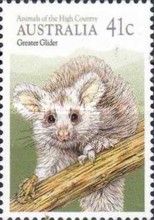 Southern Greater Glider (Petauroides volans)