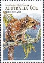 Spotted-tailed Quoll (Dasyurus maculatus)