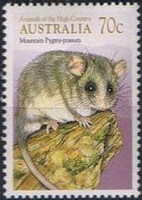 Mountain Pygmy Possum (Burramys parvus)