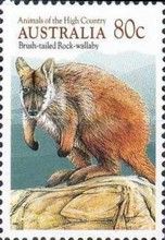 Brush-Tailed Rock-Wallaby (Petrogale penicillata)