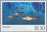 Krill sp. (Euphausia sp)