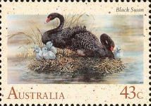 Black Swan (Cygnus atratus)