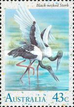 Black-necked Stork (Ephippiorhynchus asiaticus)