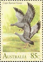 Cape Barren Goose (Cereopsis novaehollandiae)