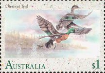 Chestnut Teal (Anas castanea)
