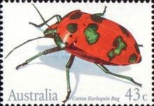 Cotton Harlequin Bug (Tectocoris diophthalmus)