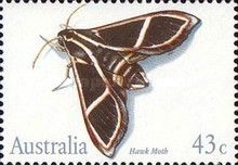 Hawk Moth (Cizara ardeniae)