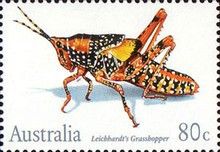 Leichhardt's Grasshopper (Petasida ephippigera)