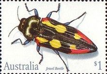 Jewel Beetle (Castiarina producta)